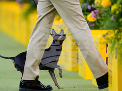 Westminster Dog Show