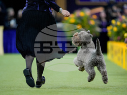Westminster Dog Show