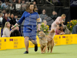 Westminster Dog Show