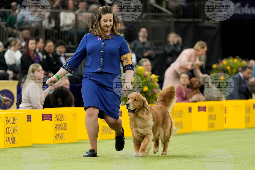 Westminster Dog Show