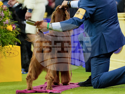 Westminster Dog Show