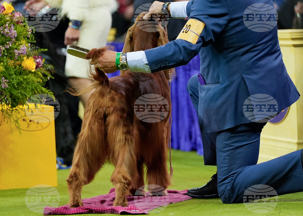 Westminster Dog Show