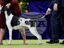 Westminster Dog Show