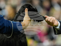 Westminster Dog Show