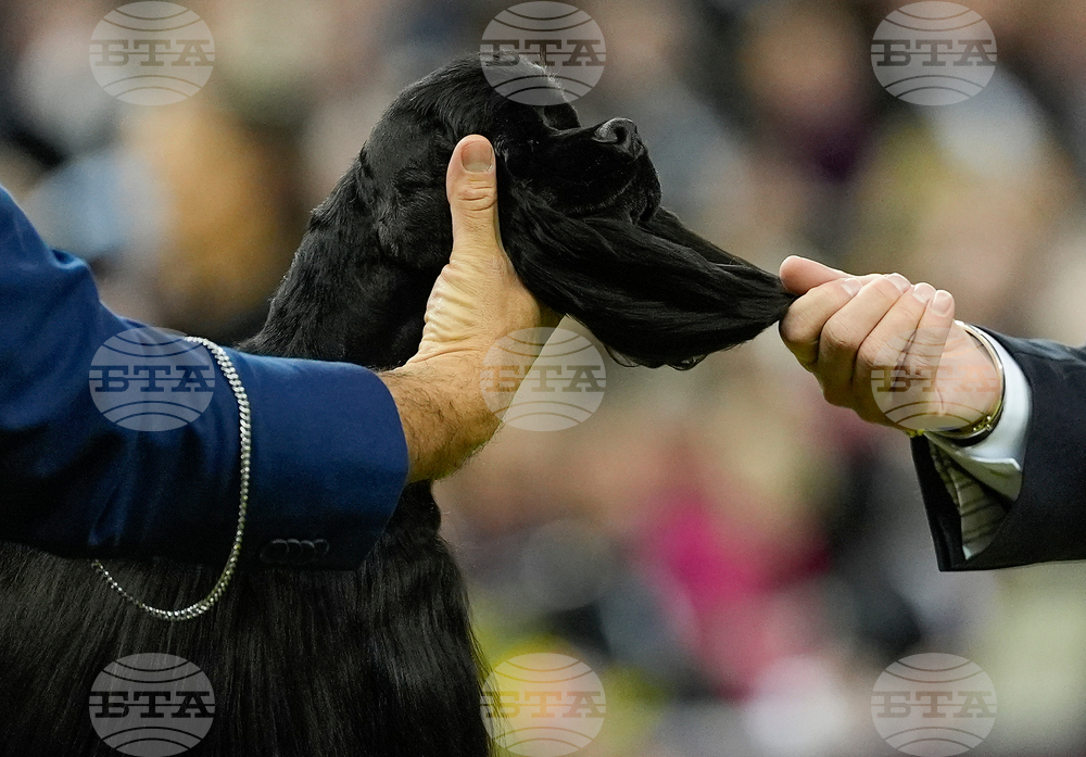 Westminster Dog Show