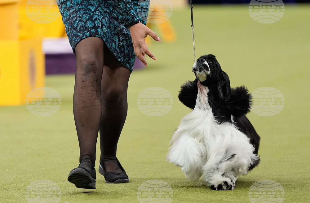 Westminster Dog Show