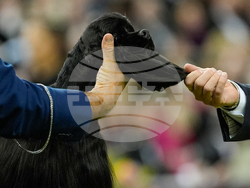 Westminster Dog Show