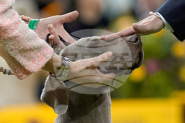 Westminster Dog Show