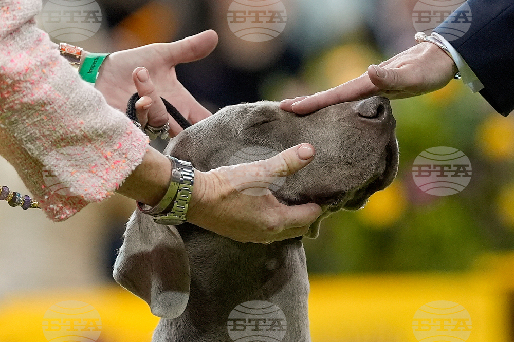 Westminster Dog Show