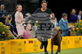 Westminster Dog Show