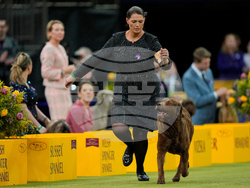 Westminster Dog Show