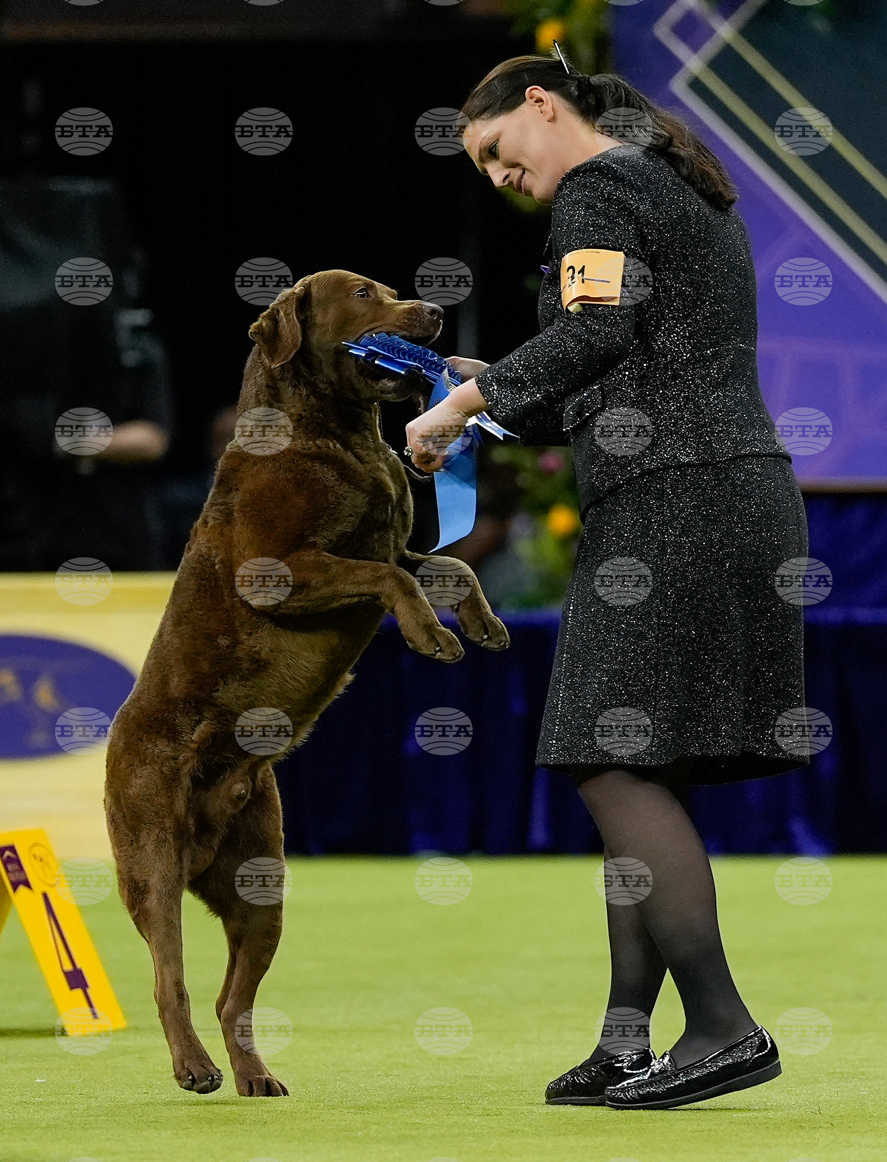 Westminster Dog Show