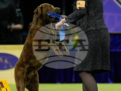 Westminster Dog Show
