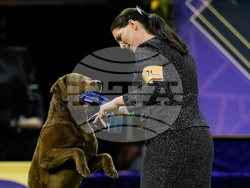 Westminster Dog Show