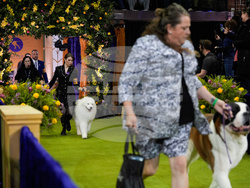 Westminster Dog Show