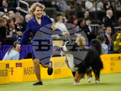 Westminster Dog Show