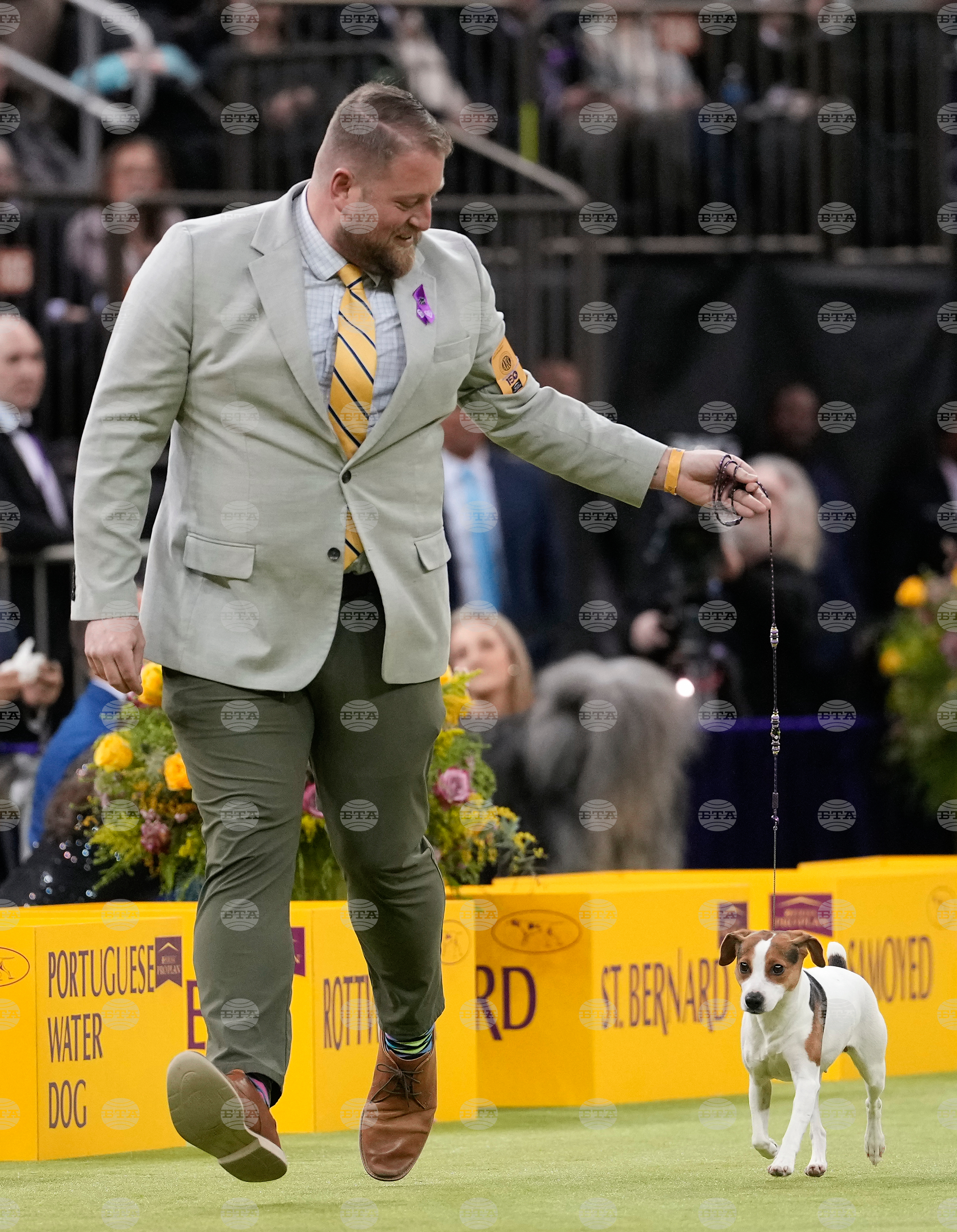 Westminster Dog Show