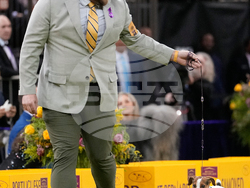 Westminster Dog Show