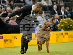 Westminster Dog Show