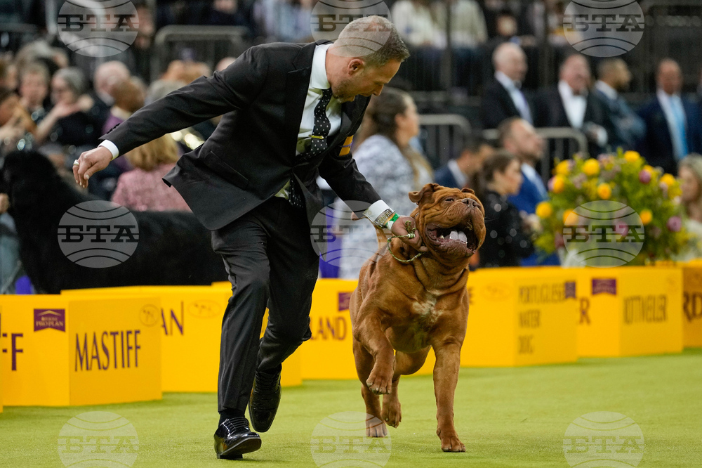 Westminster Dog Show