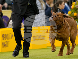 Westminster Dog Show