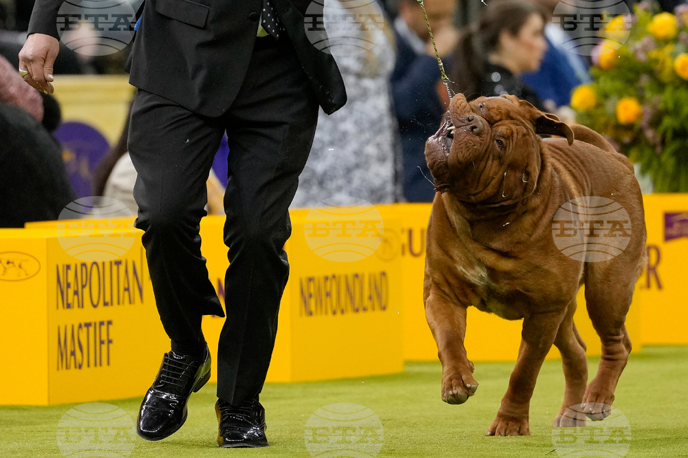 Westminster Dog Show