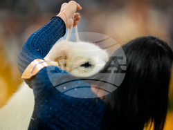 Westminster Dog Show