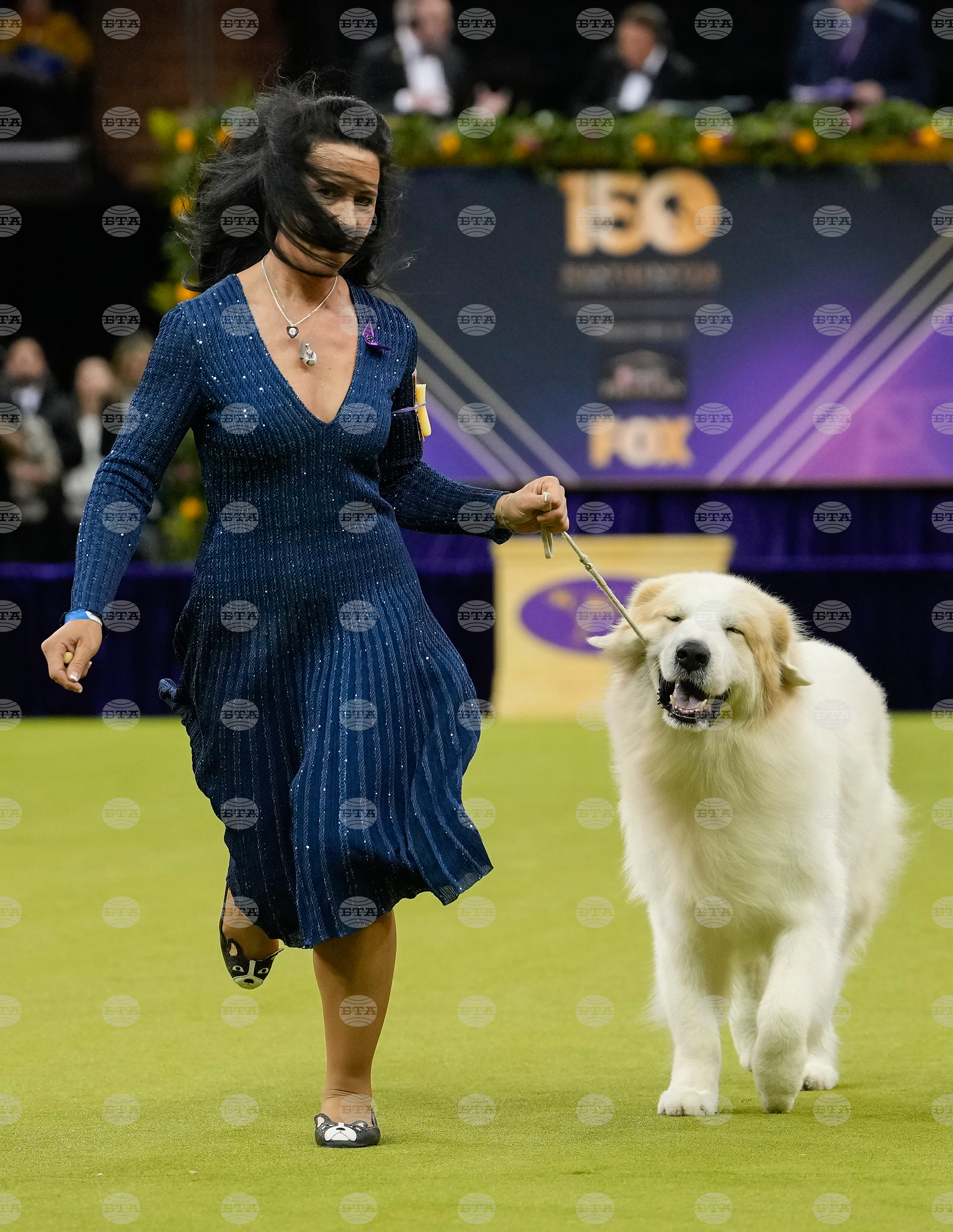 Westminster Dog Show