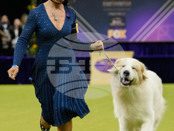 Westminster Dog Show