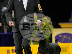 Westminster Dog Show