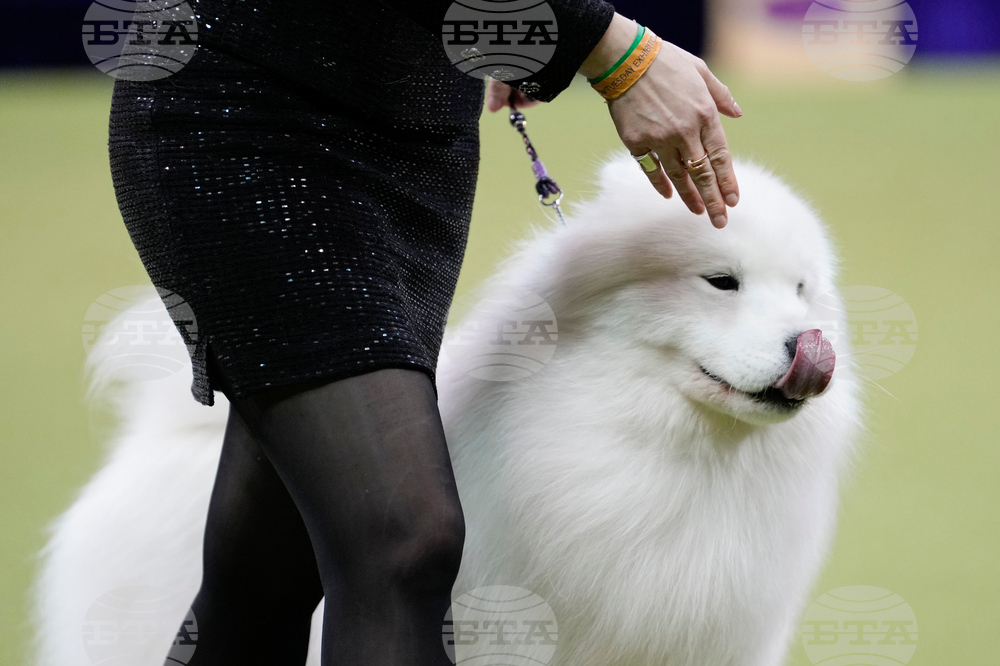 Westminster Dog Show