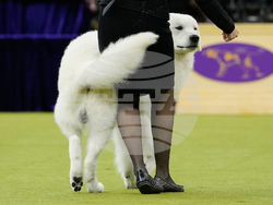 Westminster Dog Show