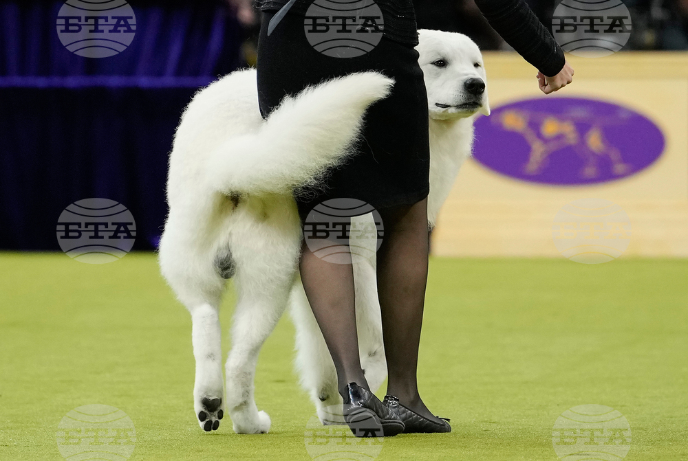Westminster Dog Show