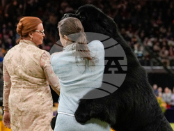 Westminster Dog Show