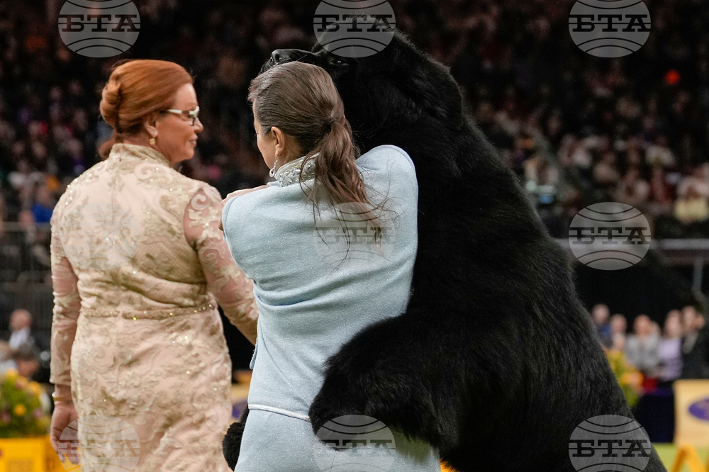 Westminster Dog Show