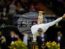 Westminster Dog Show