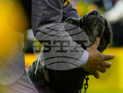 Westminster Dog Show