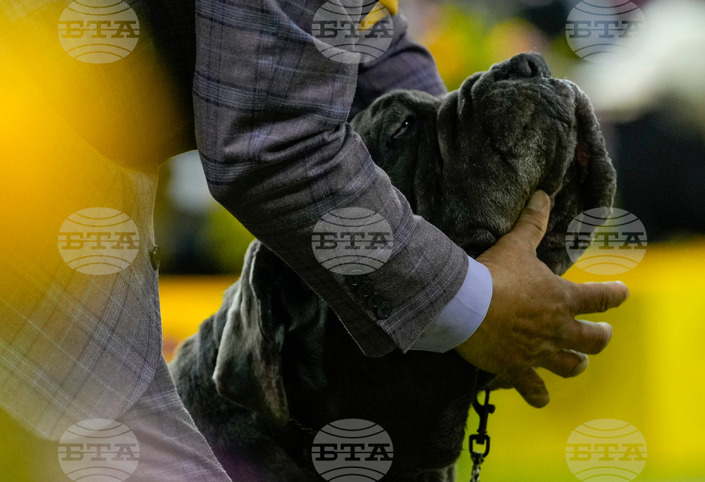 Westminster Dog Show