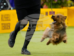 Westminster Dog Show