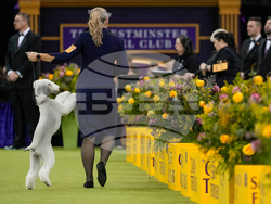 Westminster Dog Show