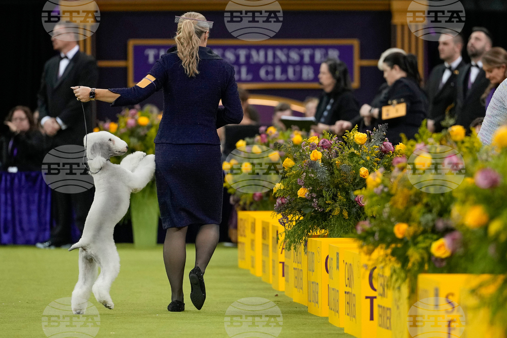 Westminster Dog Show