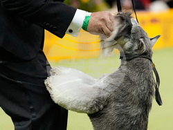 Westminster Dog Show