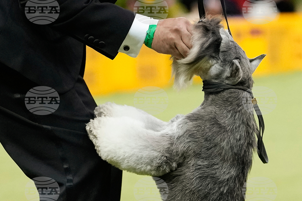 Westminster Dog Show