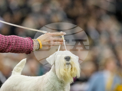 Westminster Dog Show