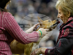 Westminster Dog Show