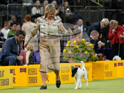 Westminster Dog Show