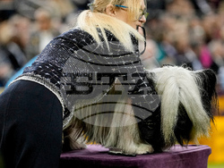 Westminster Dog Show