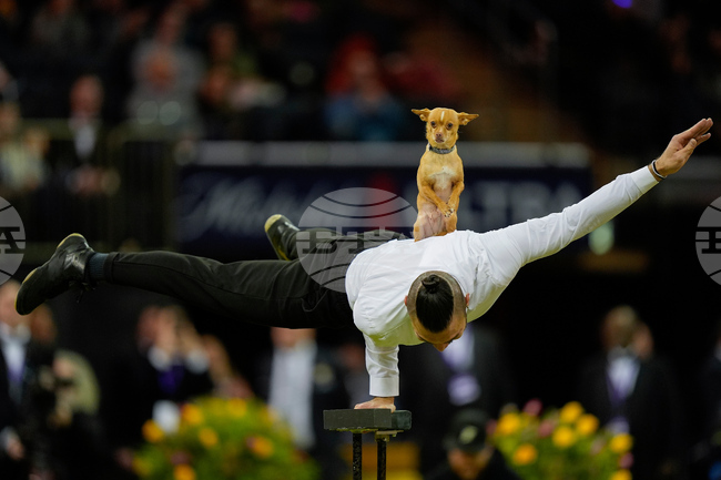 APTOPIX Westminster Dog Show