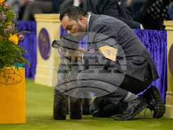 Westminster Dog Show
