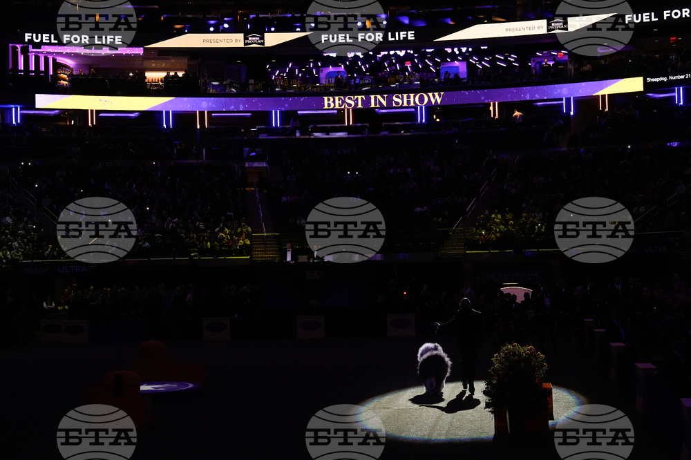 Westminster Dog Show
